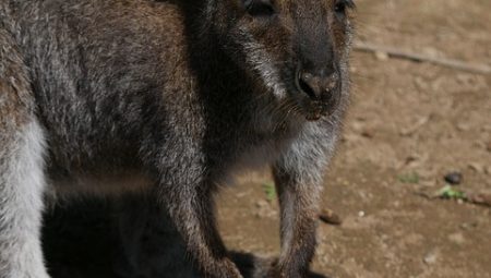 How to Experience Traditional Tea Ceremony in Kyoto? How to Experience Traditional Tea Ceremony in Kyoto?