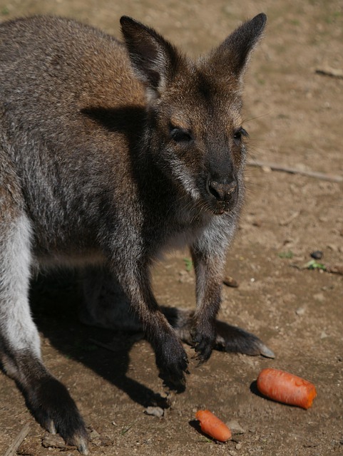 How to Experience Traditional Tea Ceremony in Kyoto? How to Experience Traditional Tea Ceremony in Kyoto?