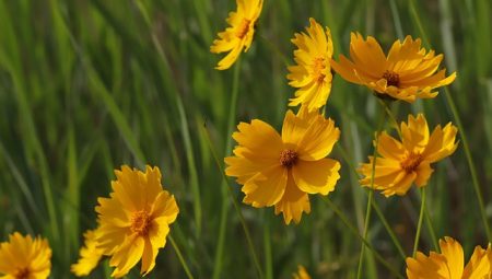 What Life Lessons Come From Nature? What Life Lessons Come From Nature?