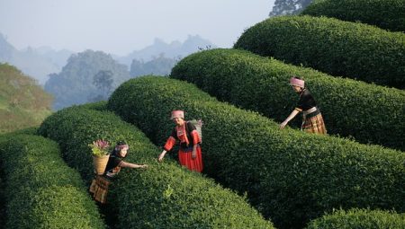 Which Garden Tours in Japan Shouldn’t Be Missed?