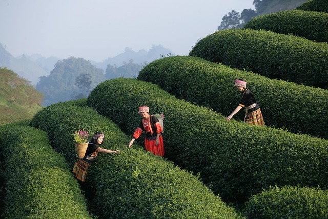 Which Garden Tours in Japan Shouldn't Be Missed? Which Garden Tours in Japan Shouldn't Be Missed?